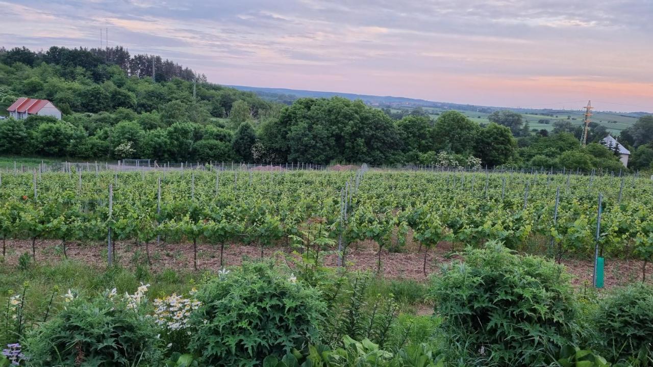 Pension Vinařství Klučov Exteriér fotografie