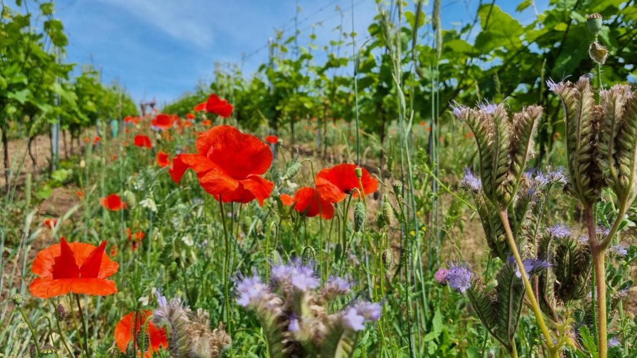 Pension Vinařství Klučov Exteriér fotografie